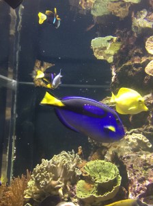 The Aquarium and look who I found...DORY!!
