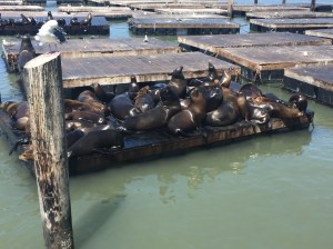 Sealions!