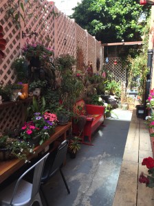 Garden at the Adelaide Hostel!