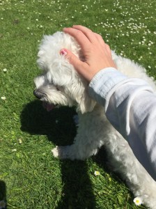 The nicest puppy ever!